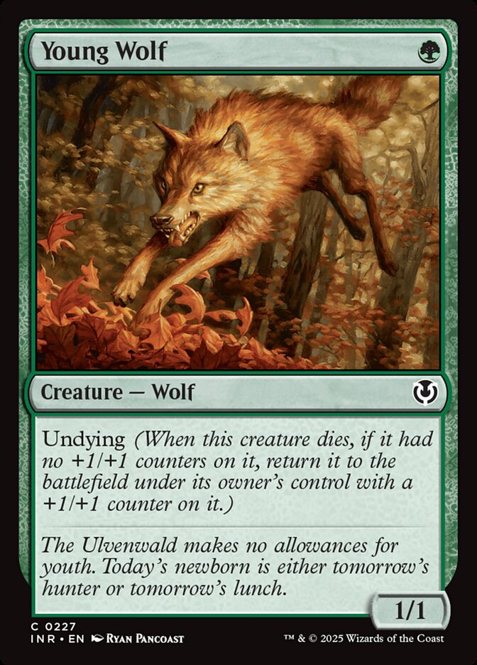 Young Wolf 227/287 (Innistrad Remastered)  | Good Games Morley