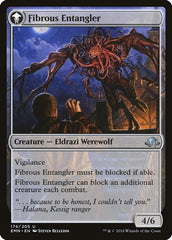Tangleclaw Werewolf // Fibrous Entangler [Eldritch Moon] | Good Games Morley